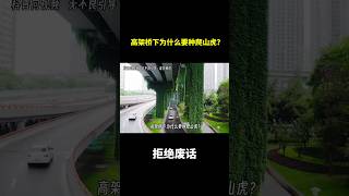 高架桥下为什么要种爬山虎？ 冷知识 涨知识 [upl. by Eiduj]