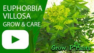 Euphorbia villosa  grow and care [upl. by Goer]