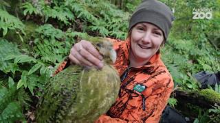 Episode 1  Kākāpō Conservation Field Work on Whenua Hou [upl. by Ecirual]