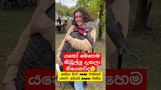 කිබුලට ගියපු කලක් 😁 Whotto funny crocodile shortvideo shorts youtubeshorts දෙවුවා [upl. by Isaacs661]