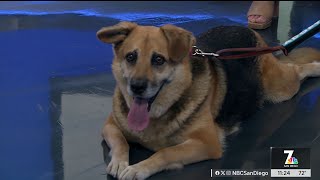 Clear the Shelters pets still in need of good homes  NBC 7 San Diego [upl. by Idnahk]