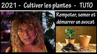 Culture et entretien des plantes  Rempoter semer et démarrer un avocat  Tuto 2021 [upl. by Swisher]