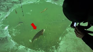 EPIC SightFishing GIANT Trout on SUPER THIN ICE Trout Opener 2024 [upl. by Nyleuqaj]