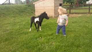 newborn miniature shetland foal gets friendly with young children [upl. by Nitsed865]