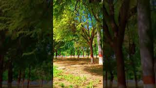 Nature with original sound 👏👏nature naturelovers naturephotography [upl. by Shanie]