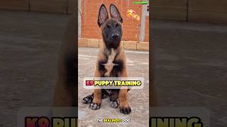 🔥 Malinois 5Meter High Jump A Journey from Pup to Pro dog k9dogtraining belgianmalinois [upl. by Niwrehs372]