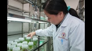 Basic Techniques of Plant Tissue Culture  Botany Tamil [upl. by Abbotsen]