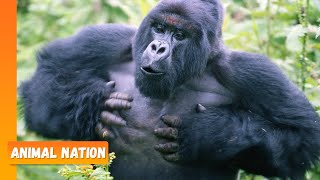 Gorillas Chest Beating  Animal Nation [upl. by Guimar]