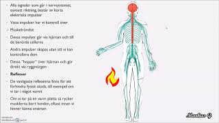 Nervceller och Nervsystemet [upl. by Nhepets]