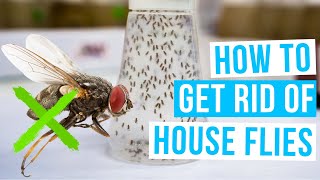 How to GET RID OF HOUSE FLIES with traps screens insecticides or white vinegar indoors [upl. by Akiemat]