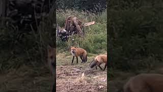 Foxes fighting while foraging wildlife [upl. by Berke]