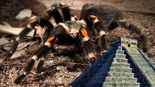 The Flame Knee Tarantula of Central Mexico  Brachypelma auratum [upl. by Licko988]