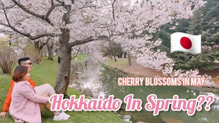 JAPAN CHERRY BLOSSOM 4K 2023 HOKKAIDO SAKURA EXPERIENCE MARUYAMA PARK SAPPORO  JAPAN VLOG [upl. by Mattie600]