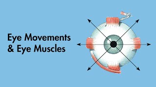 Cardinal Positions of Gaze  Eye Movements and Eye Muscles  Cranial Nerves  MEDZCOOL [upl. by Eissed]