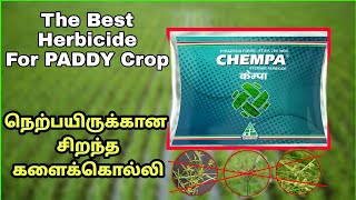 CHEMPA Herbicide  Dhanuka Chempa Herbicide  கெம்பா களைக்கொல்லி  tamilagrotech [upl. by Ettari]