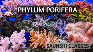 PHYLUM PORIFERA🙂🙂 [upl. by Aihsenal]