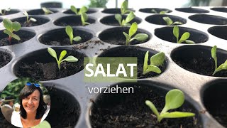 Salat vorziehen  Salat richtig aussäen und pikieren  Salat aussäen Balkon [upl. by Timi]