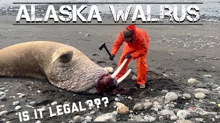 Beachcombing Alaska Walrus Tusks Oosiks and Balls [upl. by Ainocal]