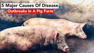 5 Major Causes Of Disease Outbreaks In A Pig Farm [upl. by Yrakaz]