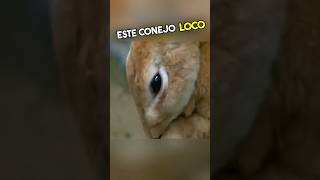 No Vas a Creer Lo Que Le Pasó a Este Conejo Loco 😱 [upl. by Ytissahc]