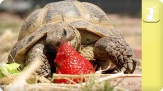 My Pet Tortoise  Diet [upl. by Anivla]