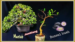 wow quot bonsai buah Jamblang rekomendasi tepat buat pemula  Syzygium cumini [upl. by Rosmarin523]