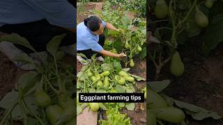 Prune after several harvests Let The Eggplant Tree Grow New Branches farming gardening [upl. by Ewan]