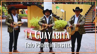 Trío Profecía Huasteca  La Guayabita [upl. by Shiau158]