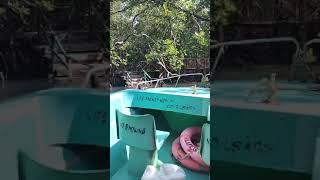 Mangrove Boat Ride from Baratang to see the Lime Stone Cave [upl. by Celestyn982]