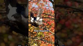 MAGPIE BABY SOUND  Call  Song  magpie baby sound [upl. by Atiuqam]