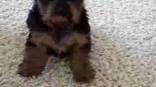 harley barking 6 weeks old [upl. by Berl]