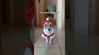 Il mio costume di Natale🎅 ti piace❤️ merybijouesciarpina jackrussell natale2024 costume [upl. by Eelegna]