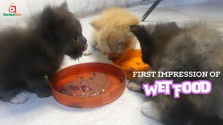 Baby Kittens First Impression of Wet Food [upl. by Trauts]