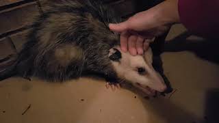 Petting a wild opossum [upl. by Deery]