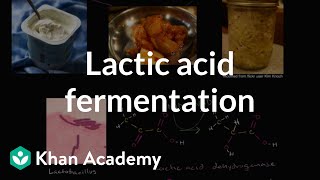 Lactic acid fermentation  Cellular respiration  Biology  Khan Academy [upl. by Arim]