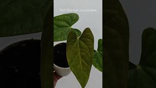 FS x Luxurians plants anthuriumplant plantlover anthurium tanamanhias anthuriumindonesia [upl. by Eilrebma]