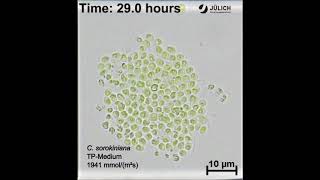 A microfluidic photobioreactor for simultaneous observation and cultivation of single microalgal [upl. by Analos538]