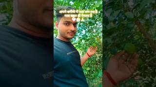 Apne bagiche me peyare peyare nimbu lg gya hai youtubeshorts youtubealternative myvideo song [upl. by Raney480]