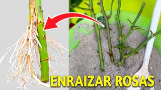 Cómo Cultivar ROSAS a partir de Esquejes  COMO ENRAIZAR ROSAS CON USO DE LA CENIZA [upl. by Tolecnal]