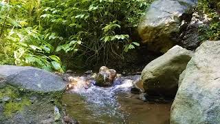 Healing Relaxation with flowing river water chirping birds and green plants for a better sleep [upl. by Ahseirej]