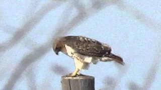 Red Tailed Hawk In Action  Altus Oklahoma [upl. by Raphael]