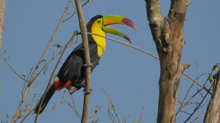 Keelbilled Toucan and its Call [upl. by Radburn523]