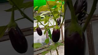 Brinjal plant with lots of brinjal in pot terrecegarden garden vegetablegarden brinjalplant [upl. by Osnola]