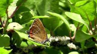 Black Hairstreak Bernwood Forest Oxfordshire [upl. by Nibbor]