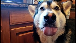 Best Ranch Dressing Recipe EVER With Tonka The Malamute [upl. by Olracnaig]