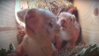 Adorable baby squirrels making mischief  Eichhörnchen Babys Party im Kobel  Cuteness Overload [upl. by Euqnomod55]