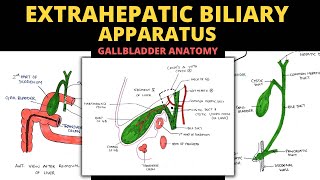 Extrahepatic Biliary Apparatus  Gall Bladder Anatomy  Abdomen Anatomy [upl. by Anayad815]