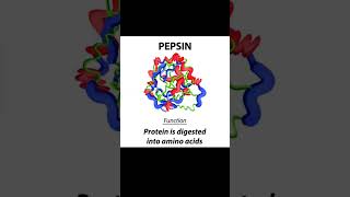 stomachpepsinogenpepsinhydrochloric acidbiologypiyushhans8356 [upl. by Esilahc]