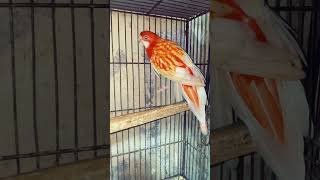 Rosella Parrot birds shortvideo shortsviral parrot viralvideos viralbirds birdslover nature [upl. by Sirej599]