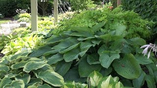 Hostas are Edible [upl. by Reitrac]